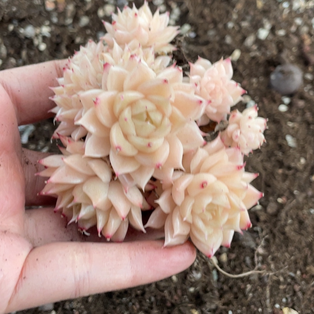 3***。麦秆群生宝贝专拍