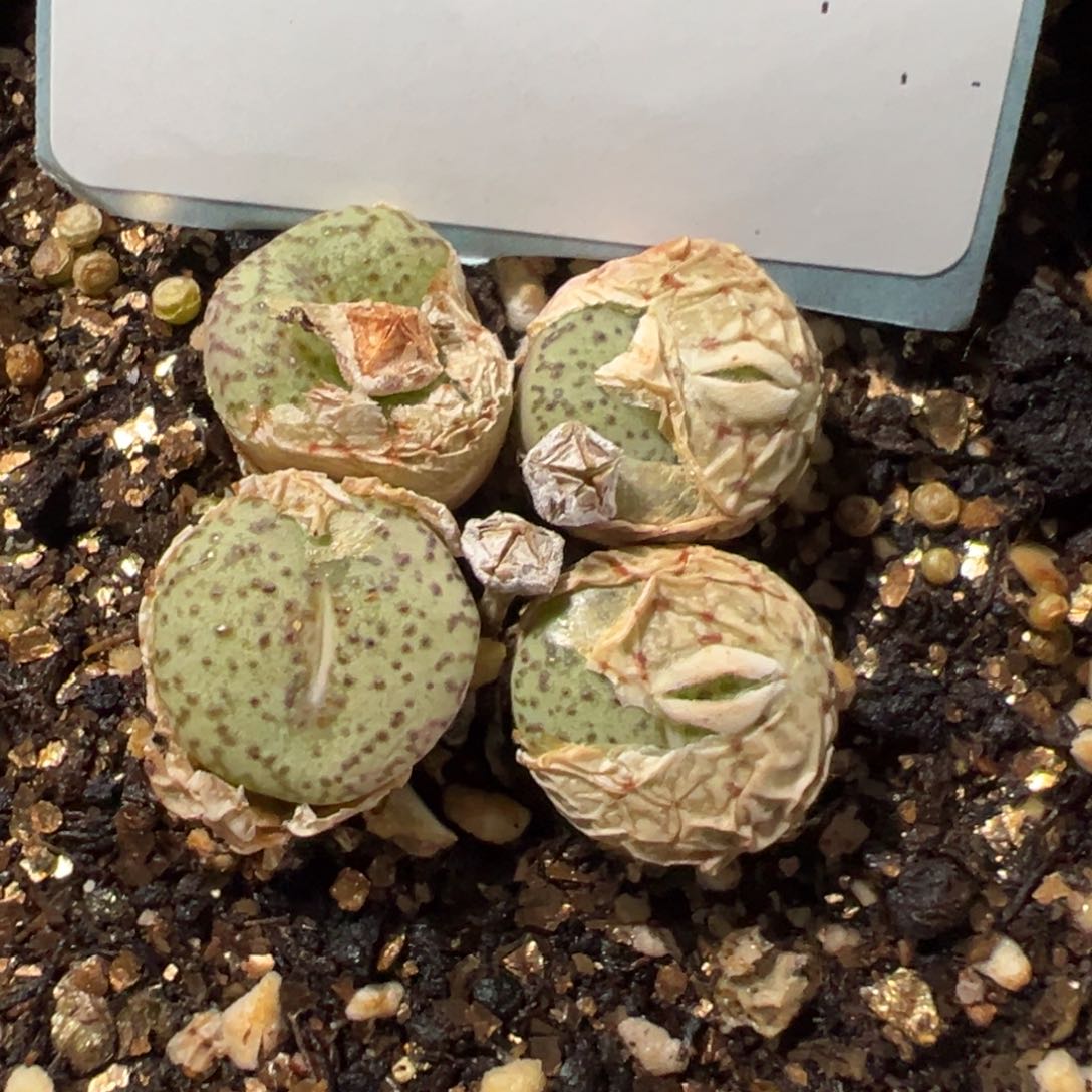 24-117肉锥多肉植物