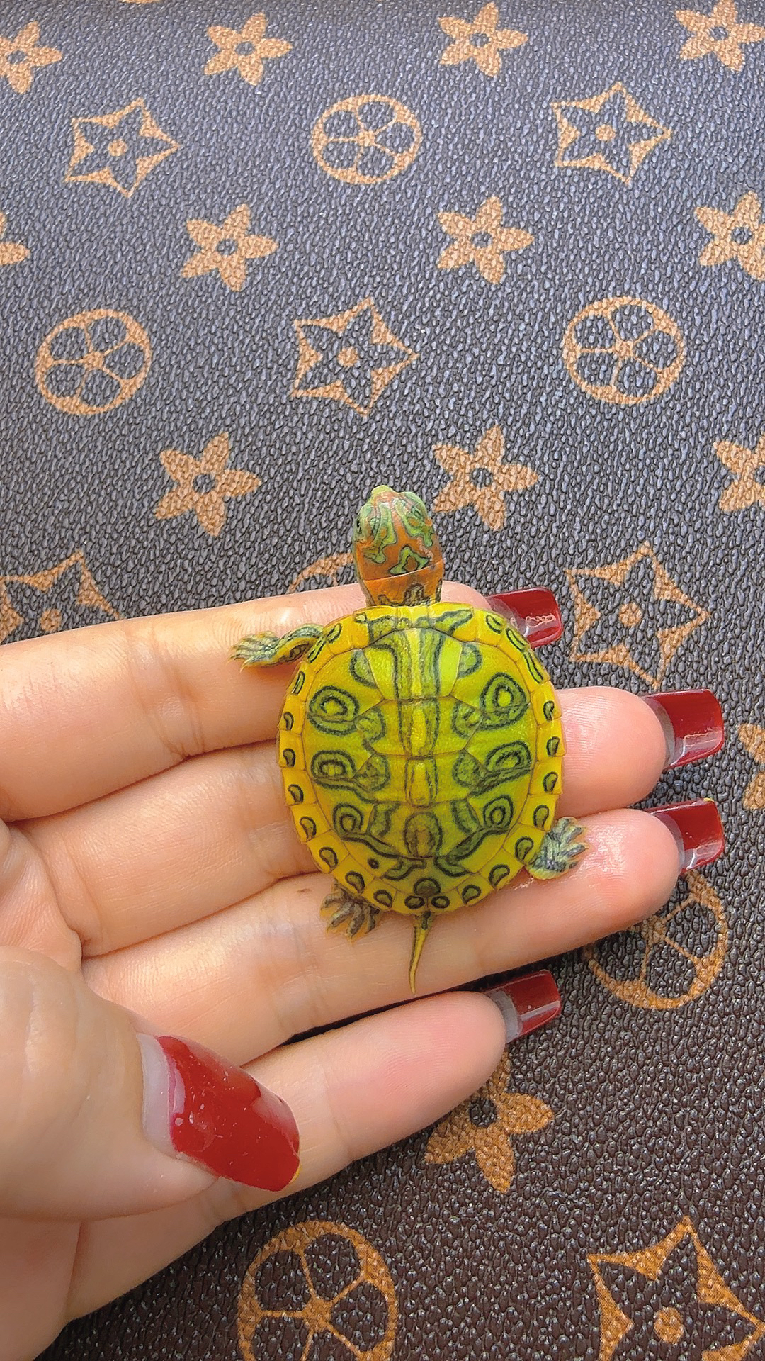 深水油彩格兰德彩龟可鱼缸混养稀有纯种家养宠物龟