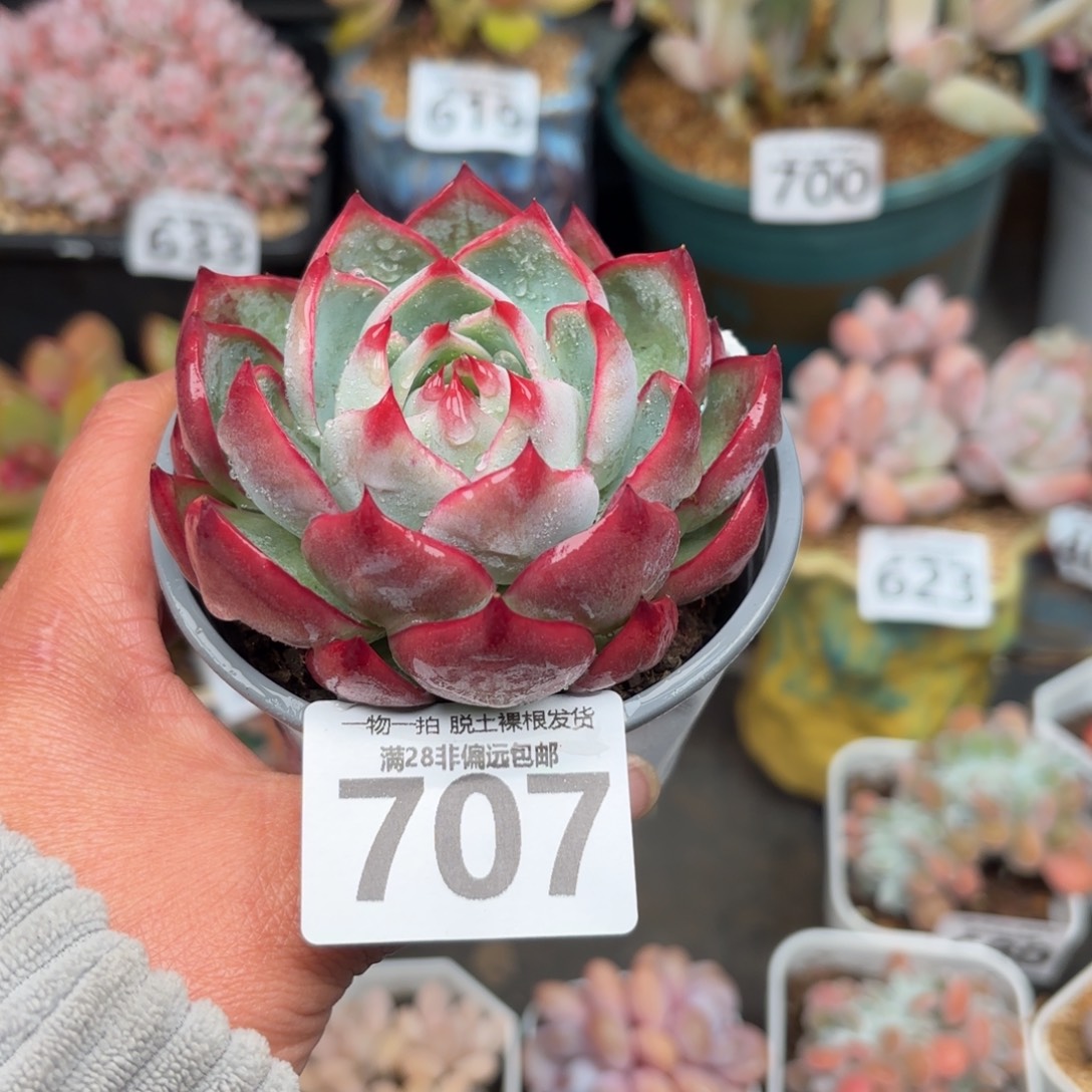 小惊鸿仙子无盆土发货