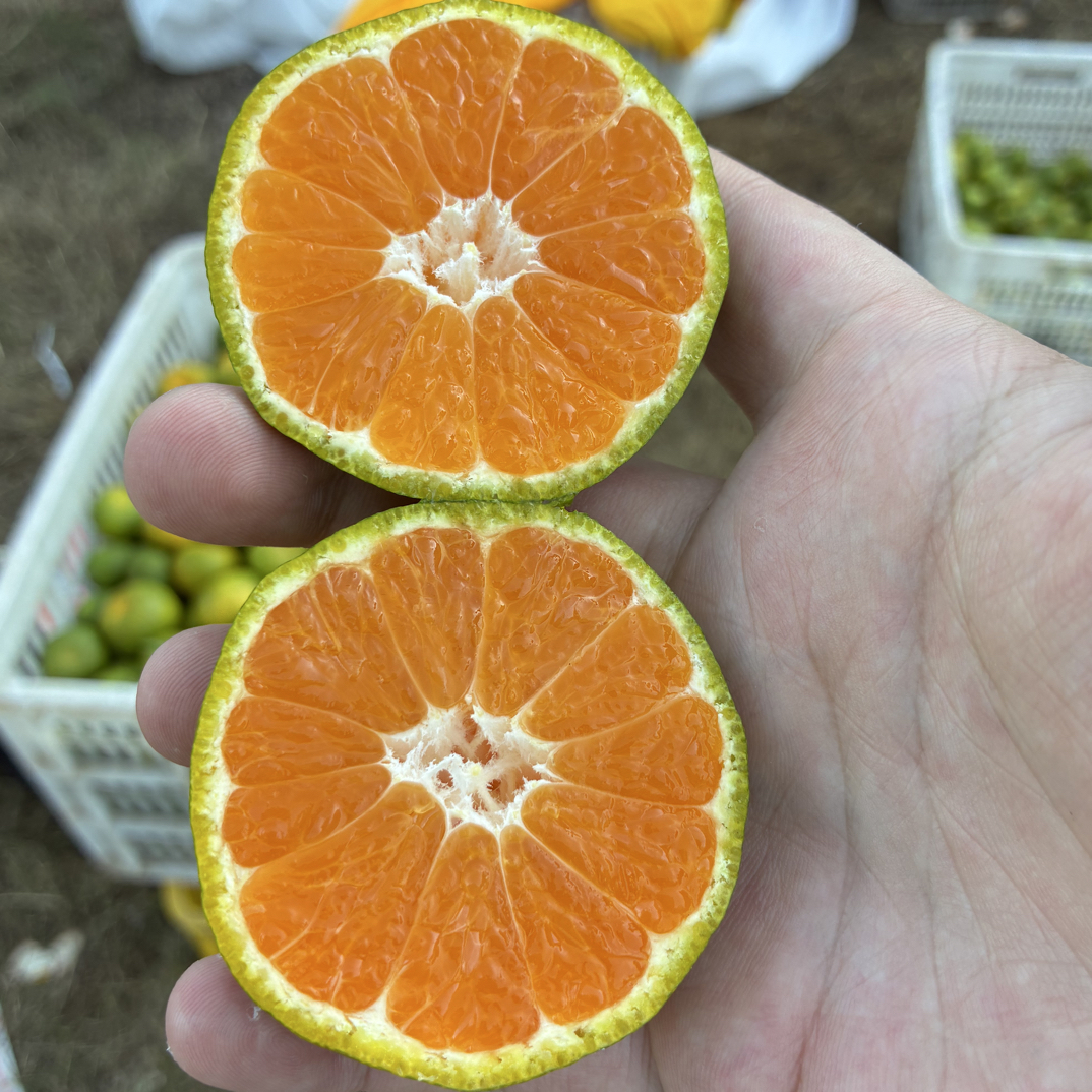 湖南常德石门柑橘，大芬四号。石门蜜橘特早熟现采现发五斤装九斤装