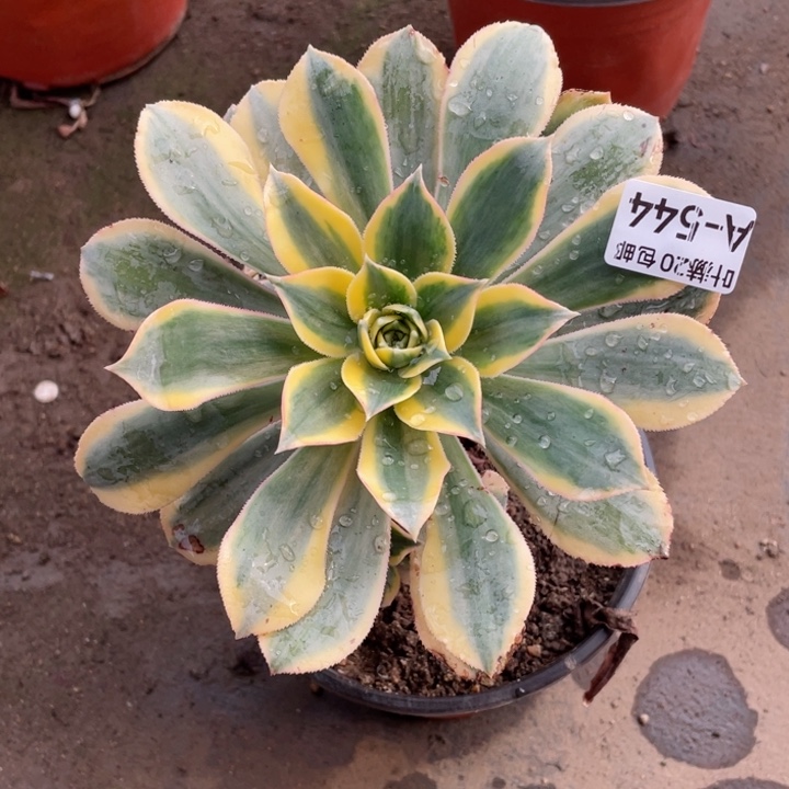 544灿烂多肉12发货有黑斑