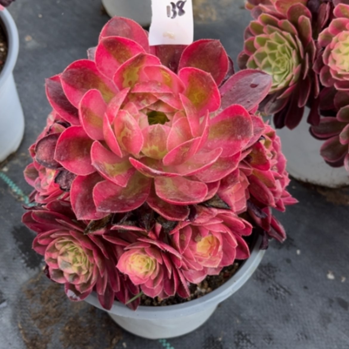 【闪购商品】138倾城多肉法师