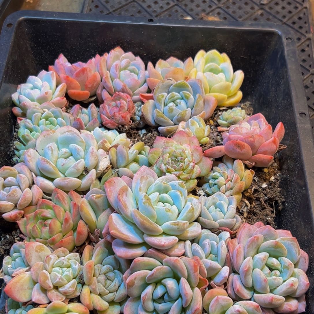 506dr色号是什么意思呢我