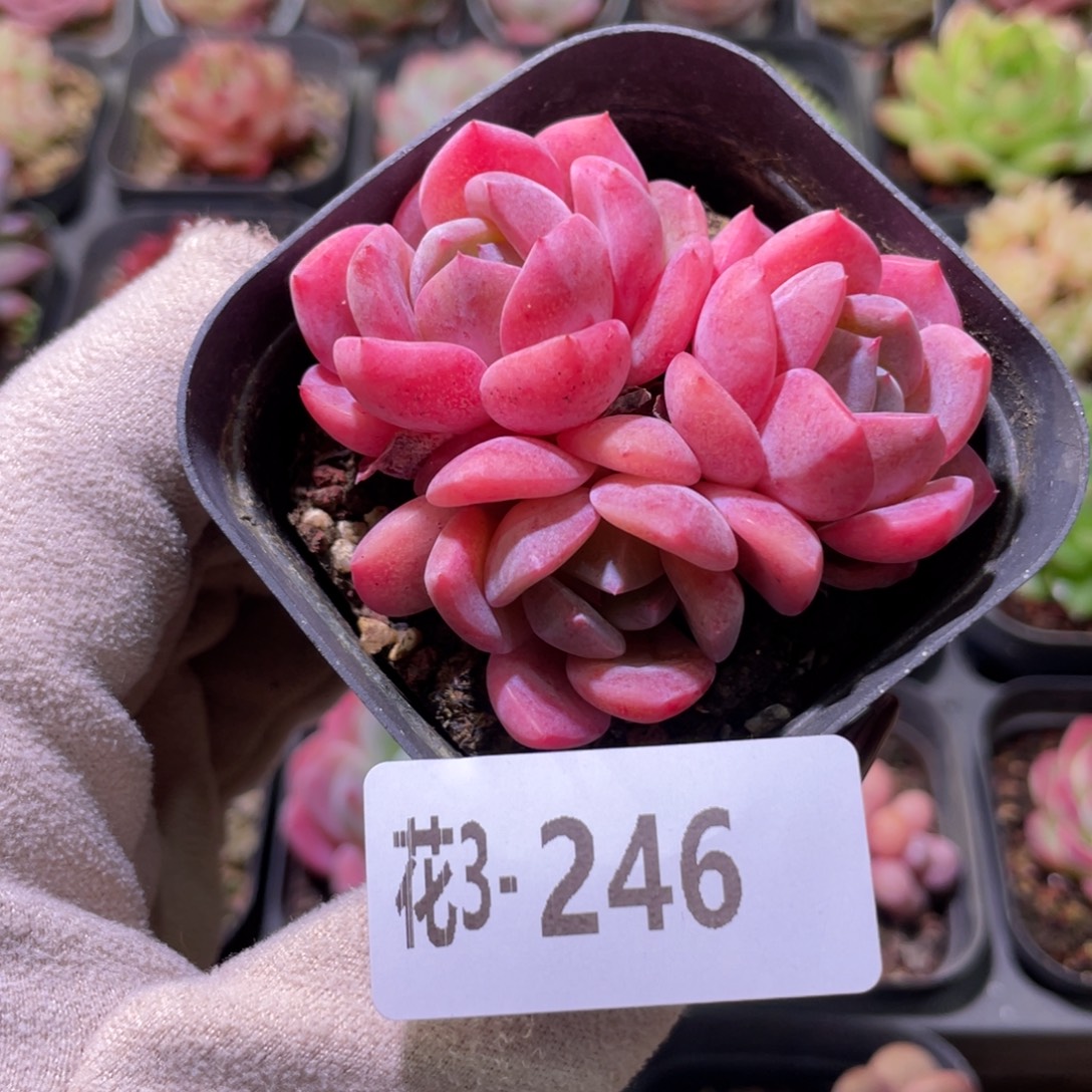 花利美3-246新品群