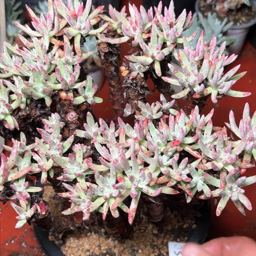 8690瑕疵绿菊仙女杯多肉