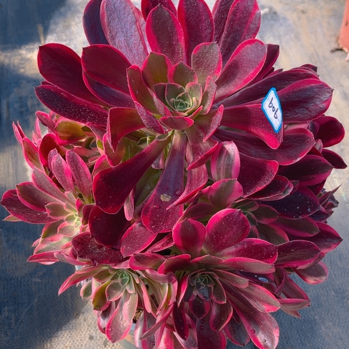 606金丝多肉法师