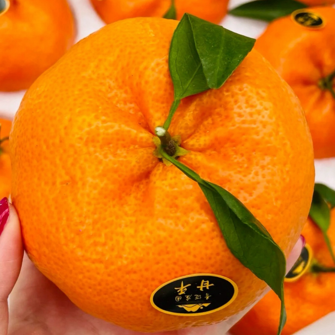 甘平皇后四斤装广西壮族自治区