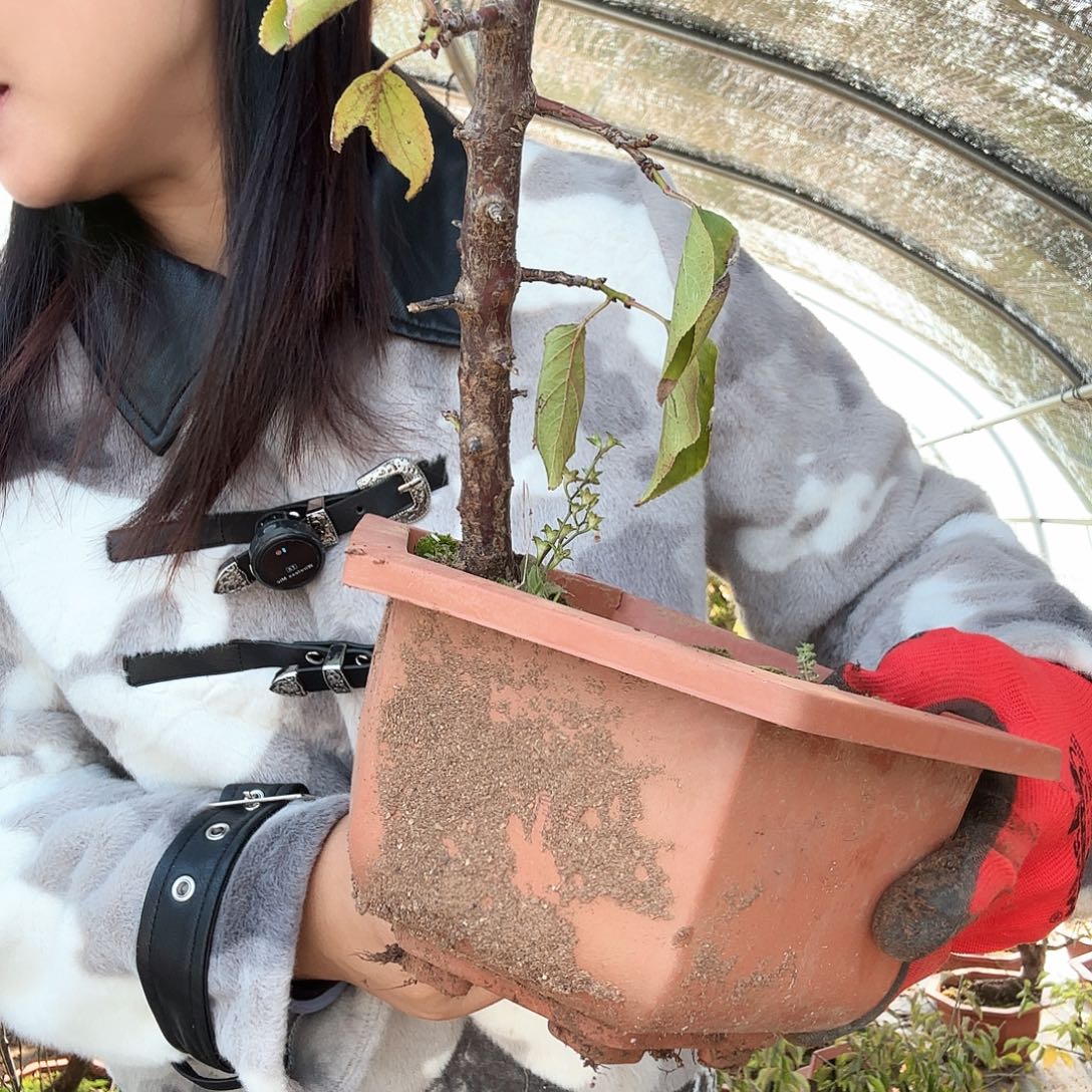 完全开放开运垂枝