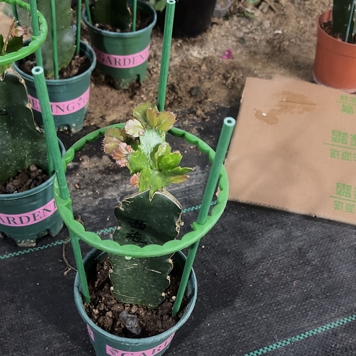 福***熙当前无花栽培后可以开花