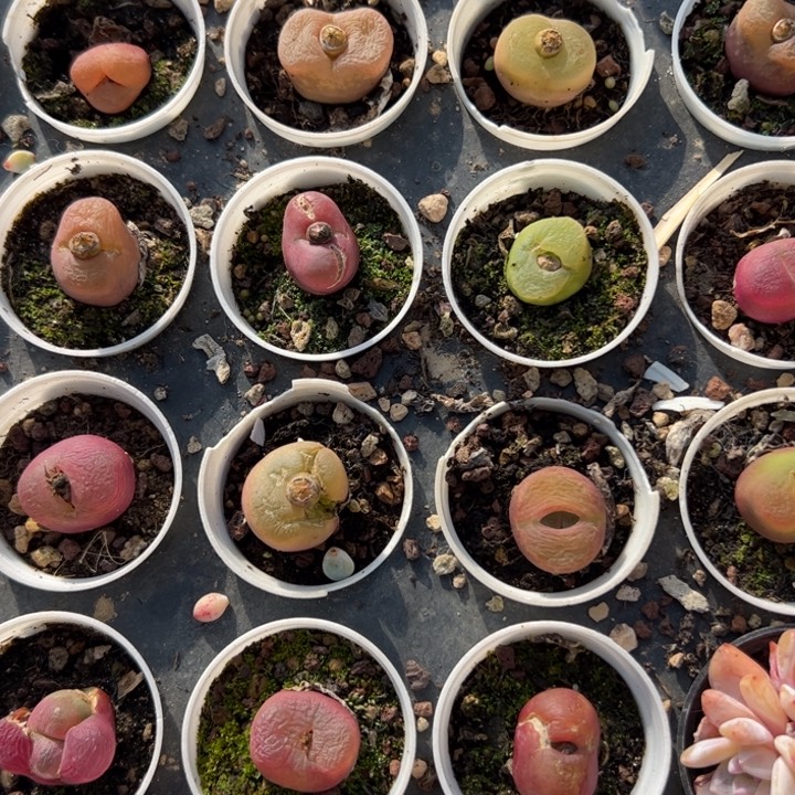 新疆包邮 毛汗尼