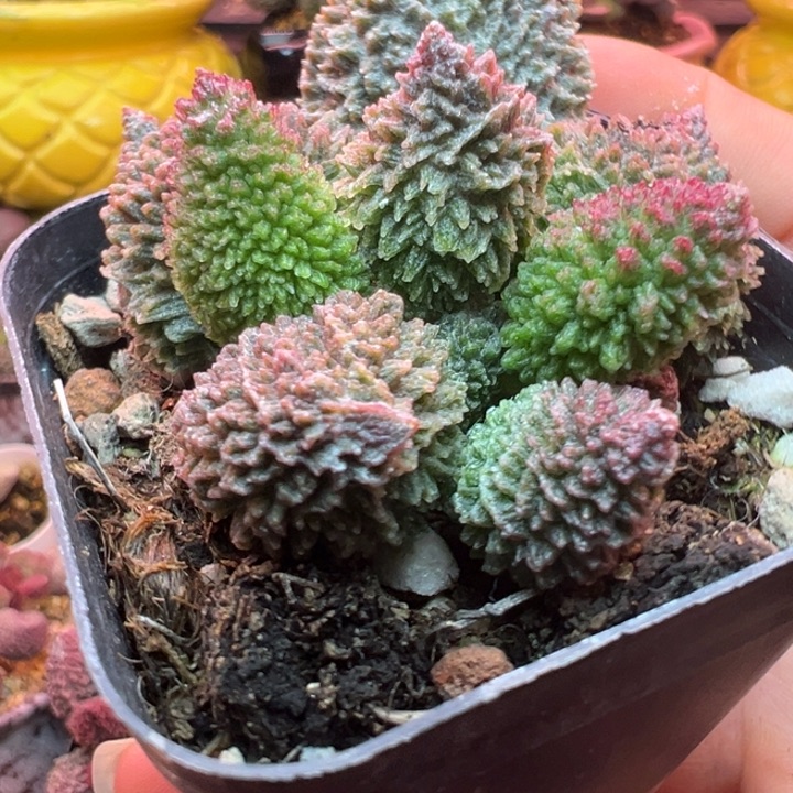        朱紫玉。       