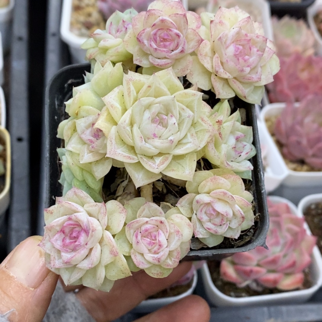 精品多肉一物一拍不包整156