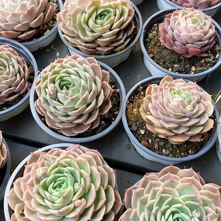 154昂斯诺混发 福利多多