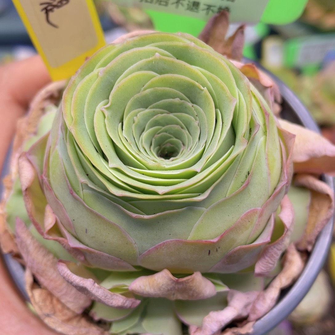 金缇玫瑰J190一物一拍