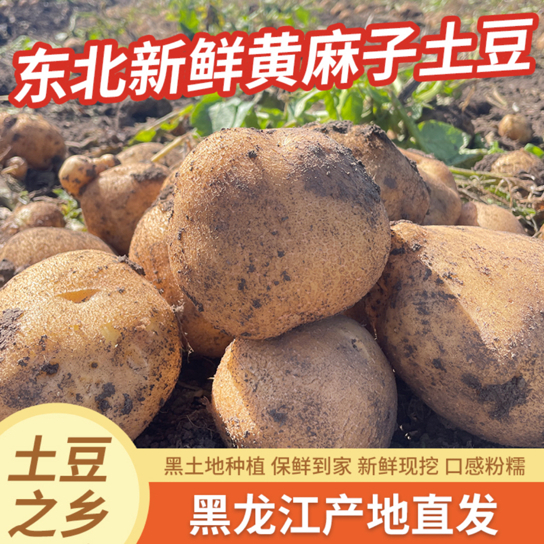 【黑龙江黄麻子土豆】东北黄心麻皮沙面土豆黄麻子老品种现挖