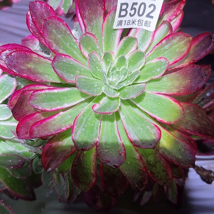 多肉法师孔雀翎朵