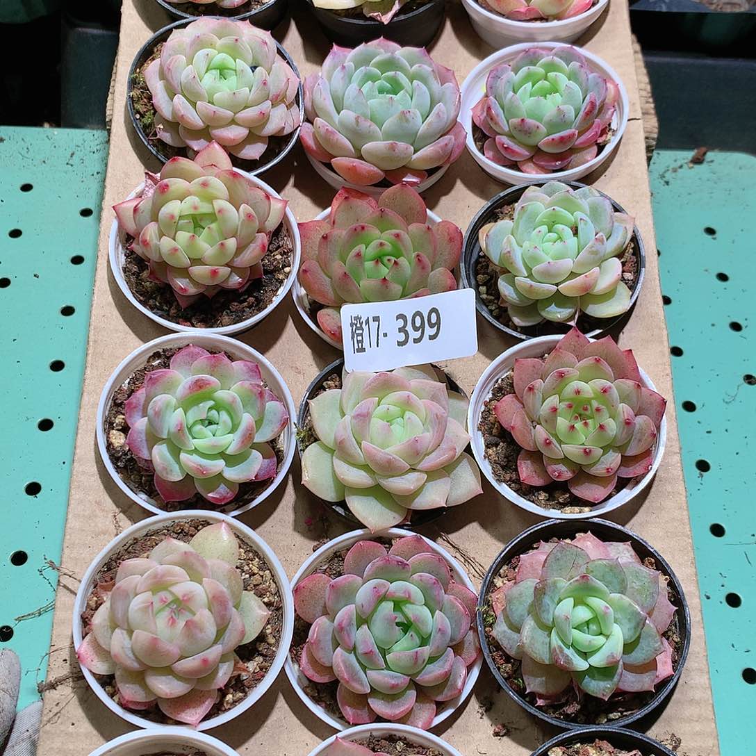 17-399一物一拍带盆18颗