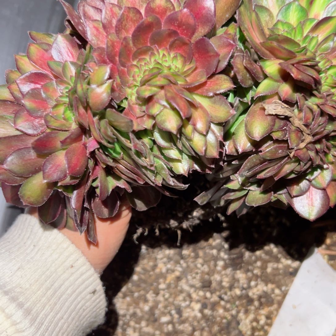 449号多肉植物新年福利