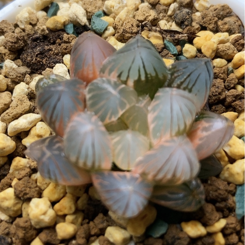 【闪购商品】风**扬霓虹灯糊96