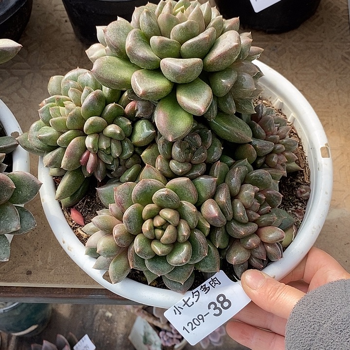 小七夕多肉胖体象牙