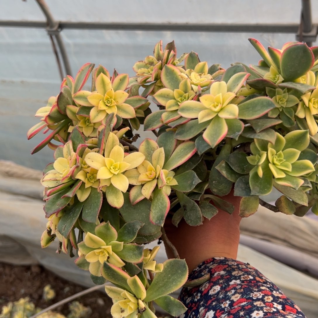 晨**美多肉植物多肉植物