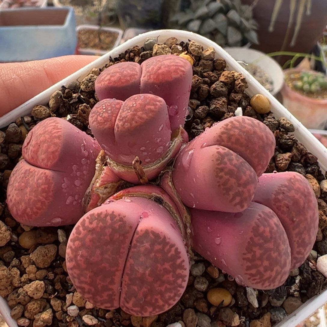 紫石榴母本群多肉植物