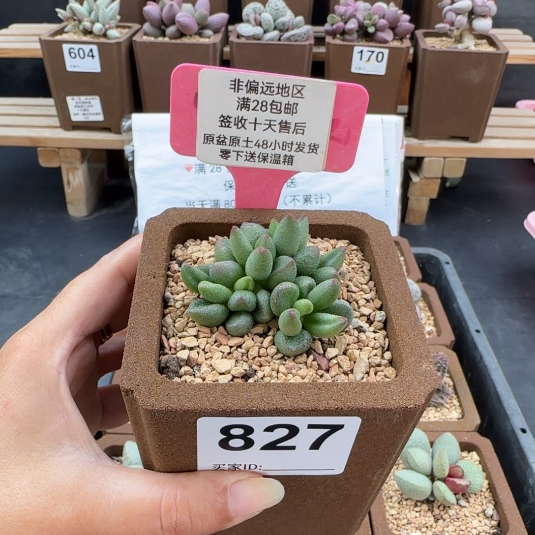 827小红嘴多肉植物