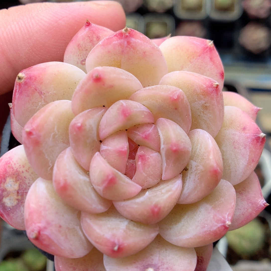 G29 ，20包邮两天凑单