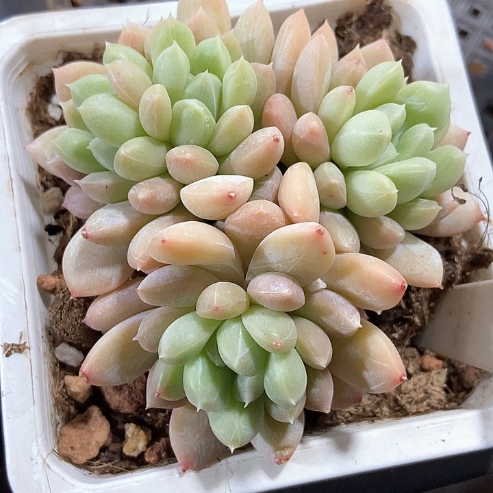 多肉植物百达翡翠1046
