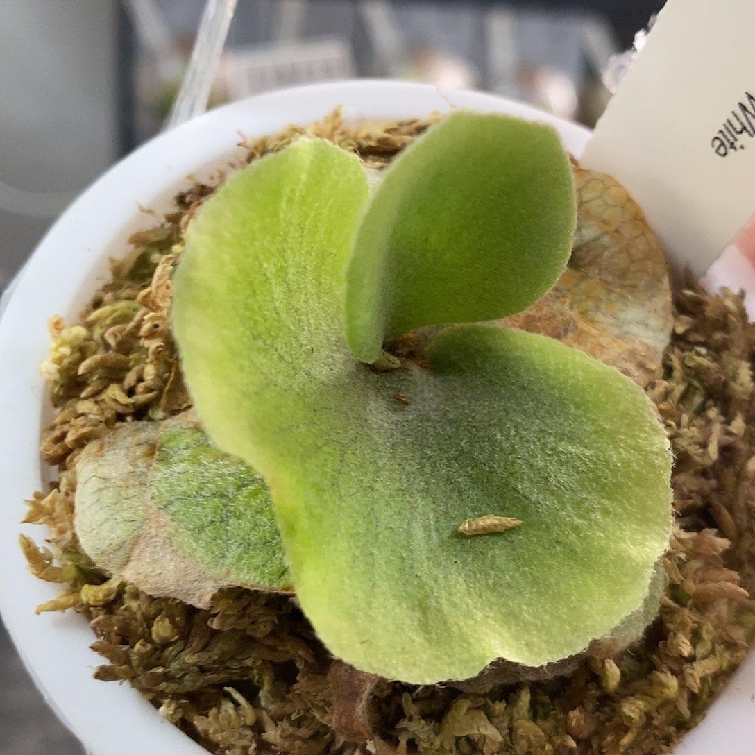 无花朵鹿角蕨白二岐