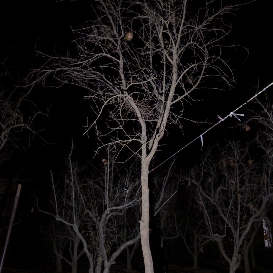 古***来完全开放石榴树8888888