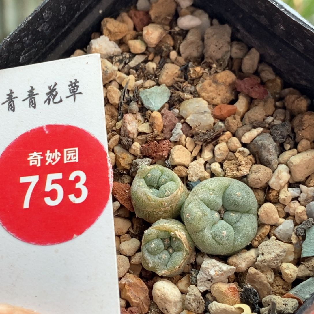 实生海鲜群一颗仙人球