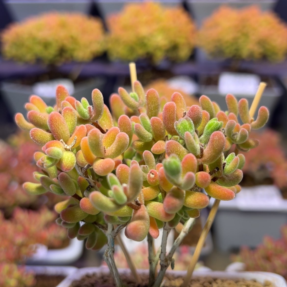 【闪购商品】e595老桩琉璃枝干番杏