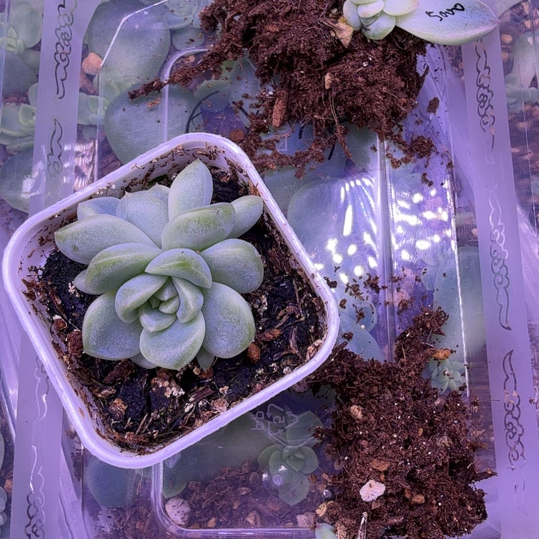 5000、火烈鸟，楼兰