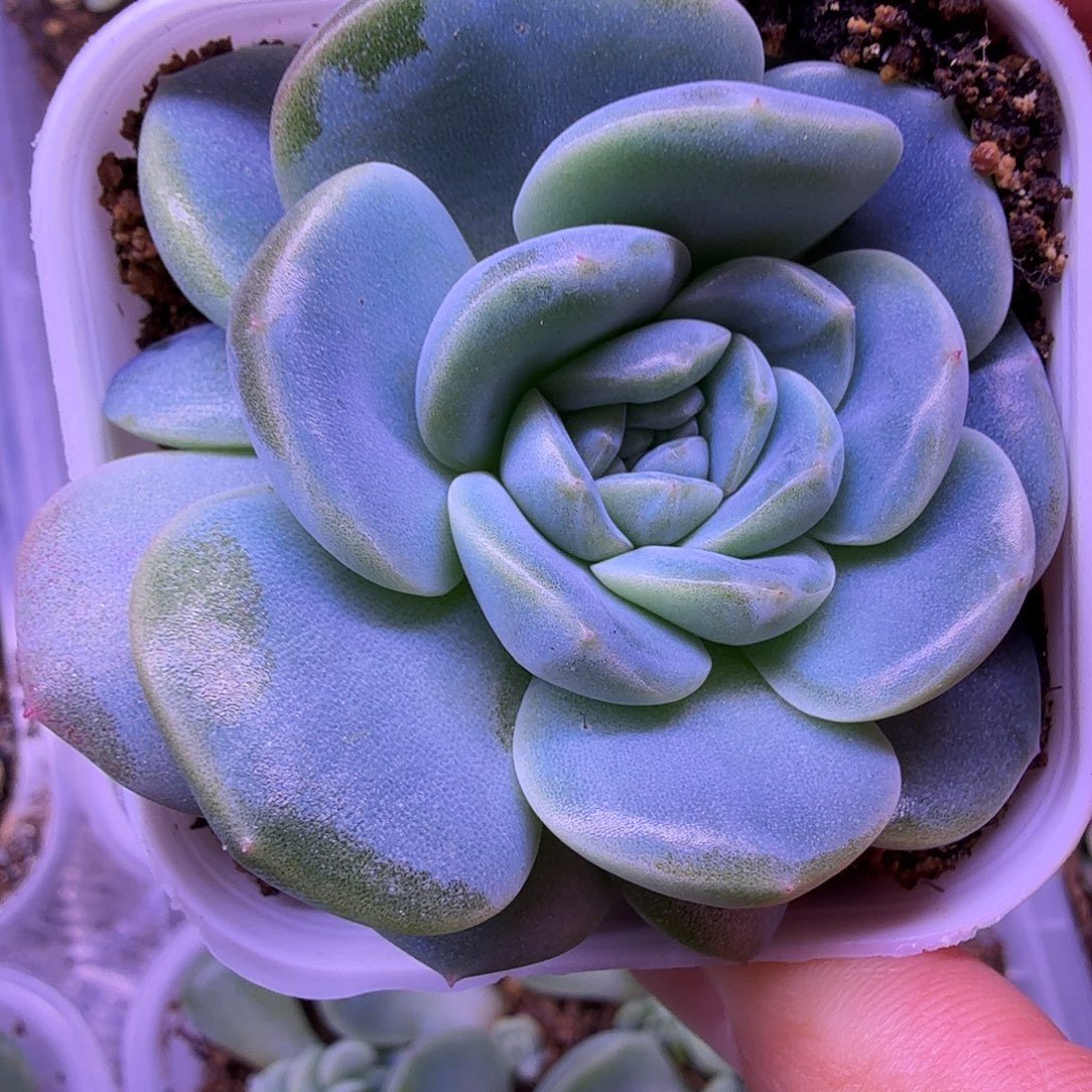 火烈鸟甜心叶插苗一物一拍