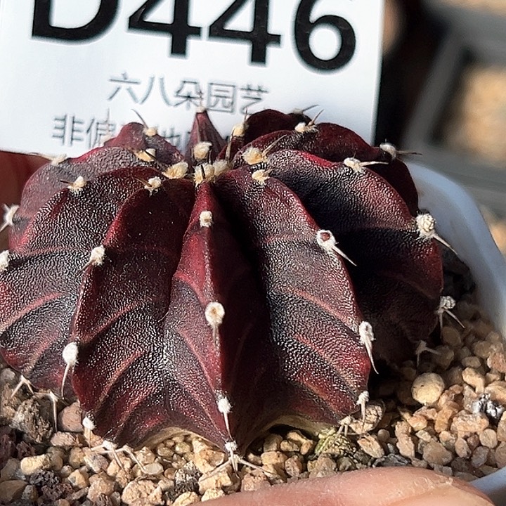 实生肋骨牡丹仙人球