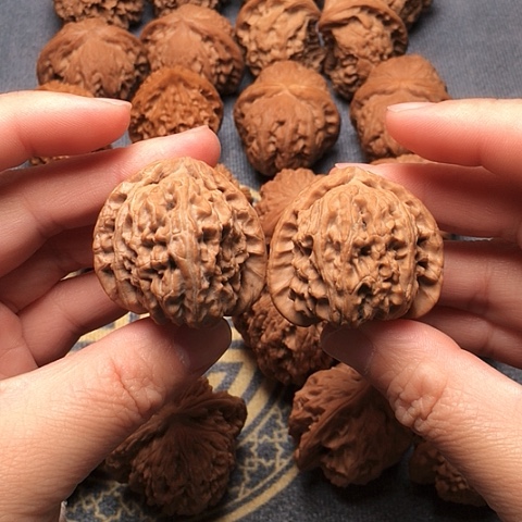 38尺全品白狮子一对