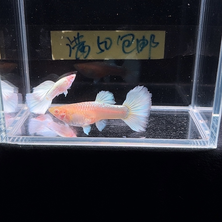 孔雀鱼白雪公主孔雀
