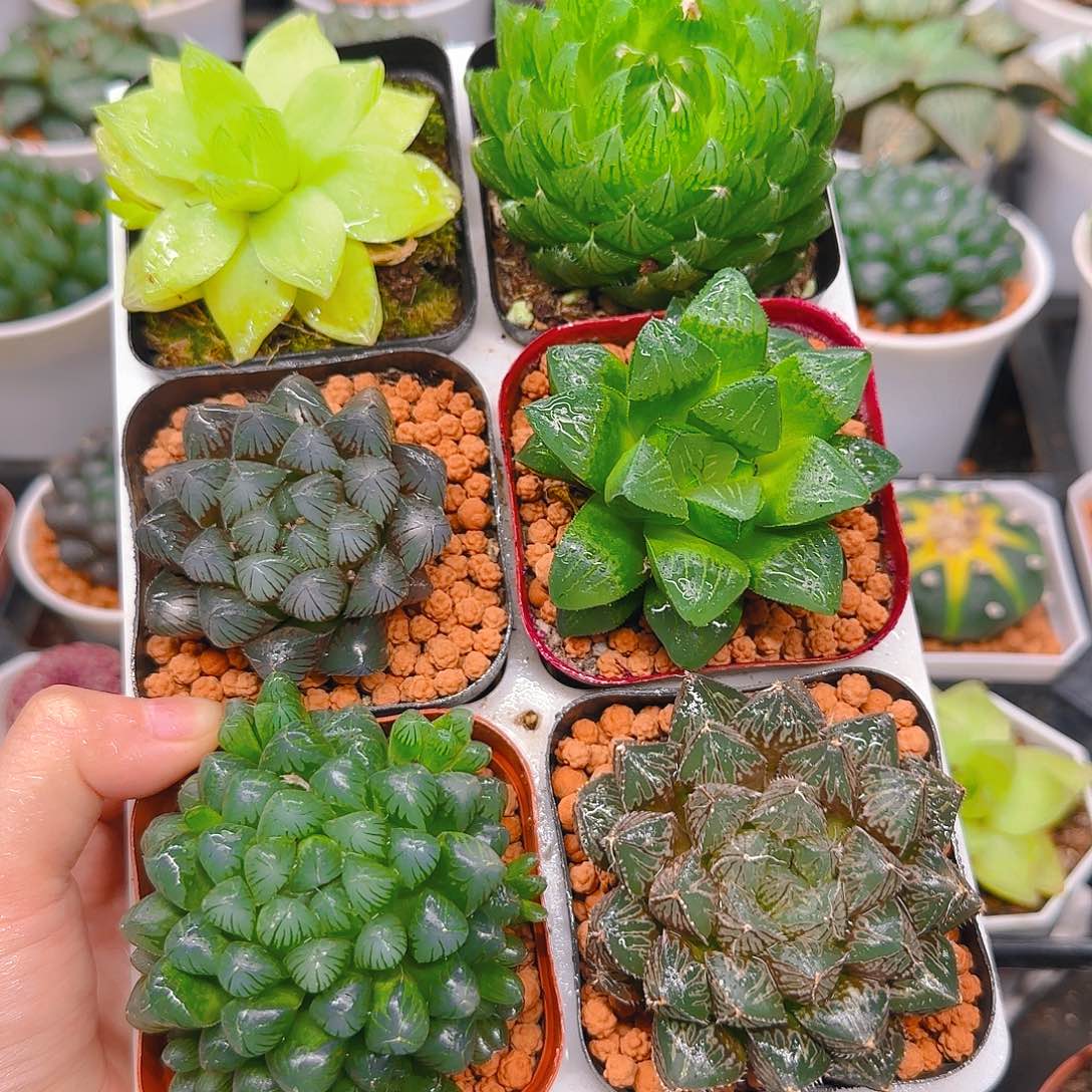 玉露六件套多肉，不带托架