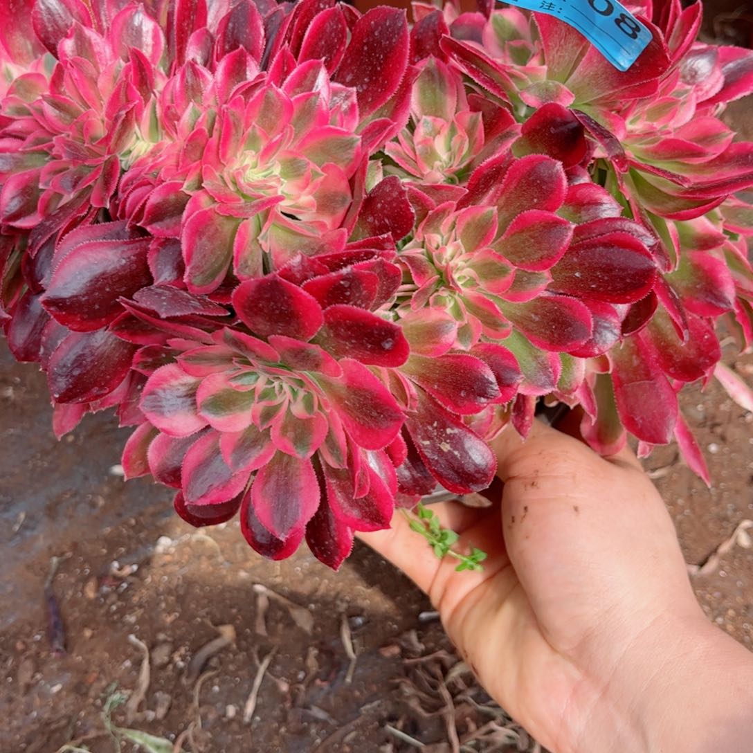 多肉植物908红袖