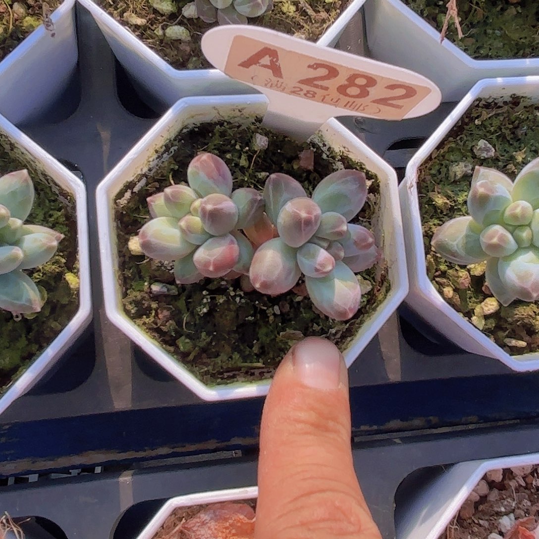 A282松果美人一物一拍