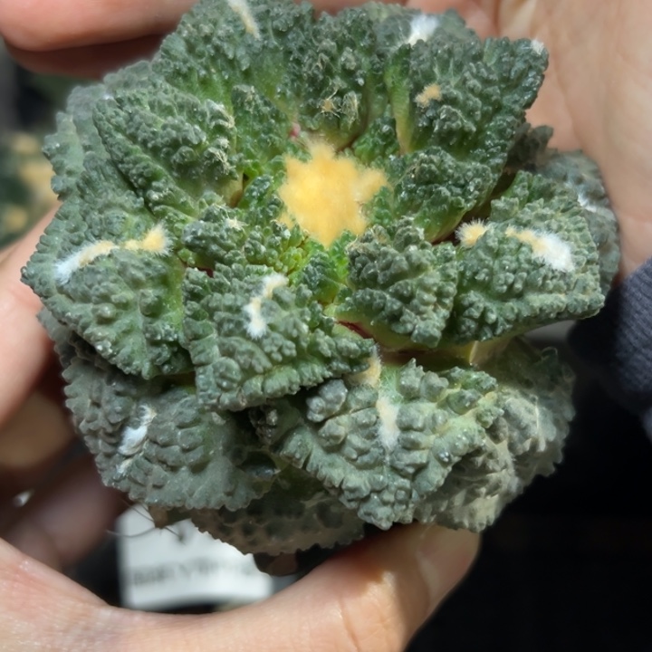 185 仙人球的故事是