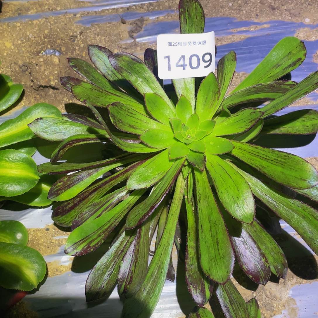 1409水墨丹青多肉植物