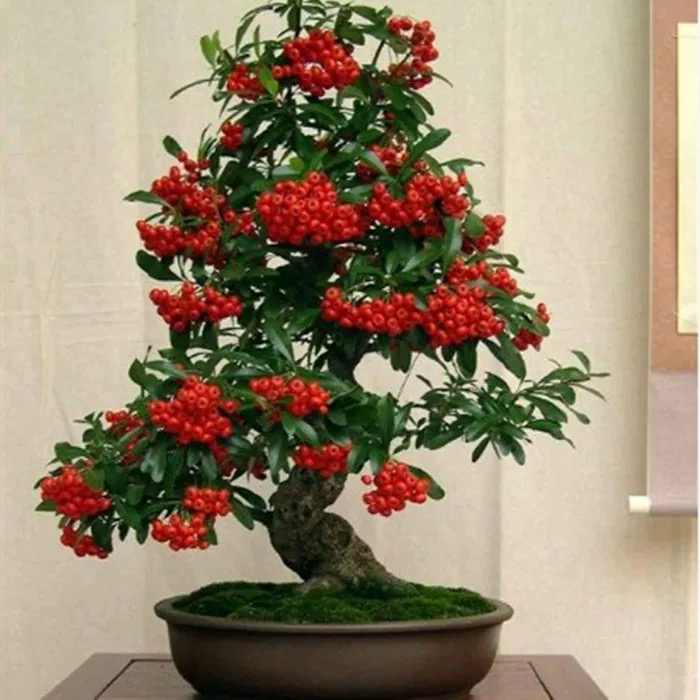 四季结果火棘盆栽满堂红耐寒耐热室内外好养观果植物