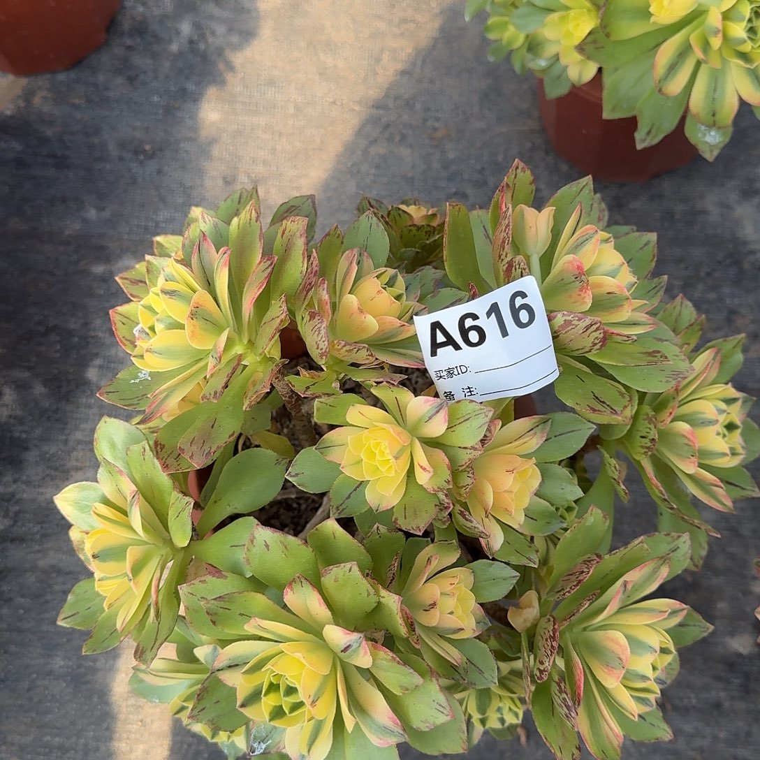 荷花多肉法师a616