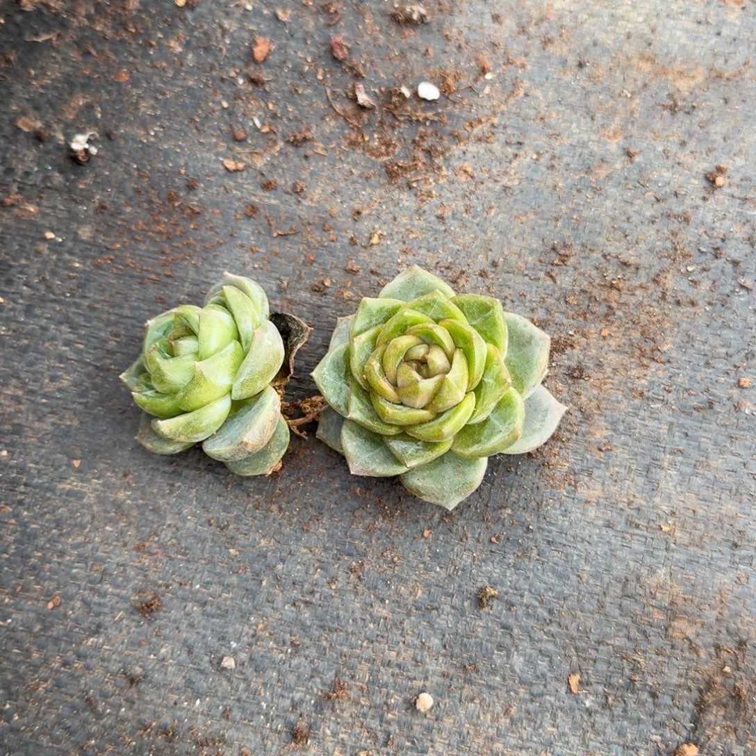 25-18翡翠珍妮两颗量拍