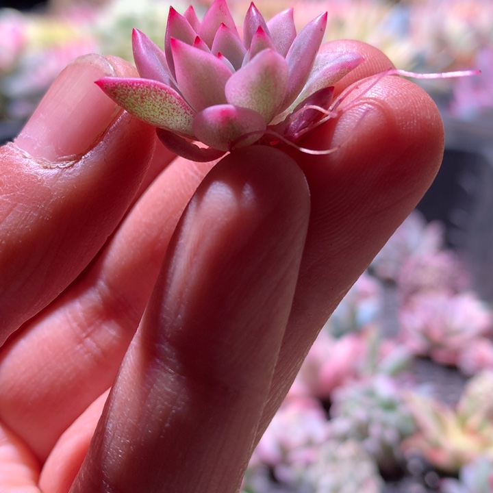 鹰嘴红白覆轮锦有根