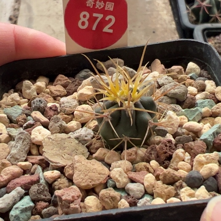 实生金刺金冠龙1.6cm