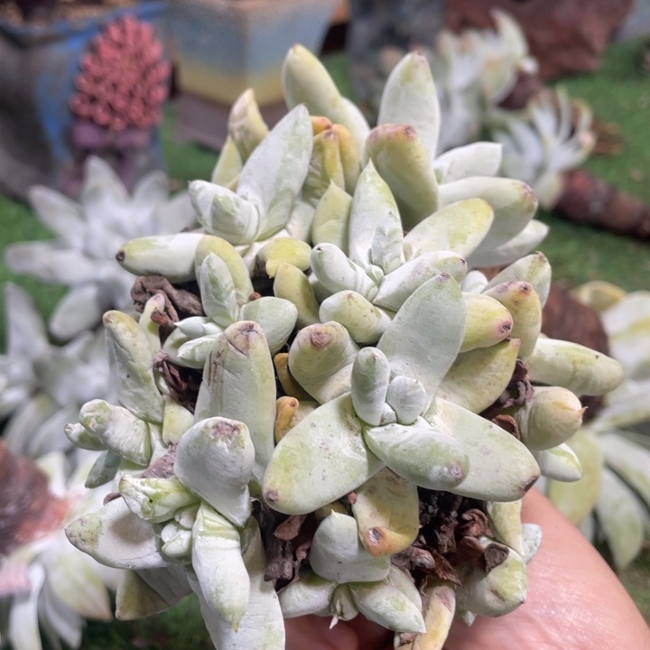 用***5拇指粗桩福利粗桩福利